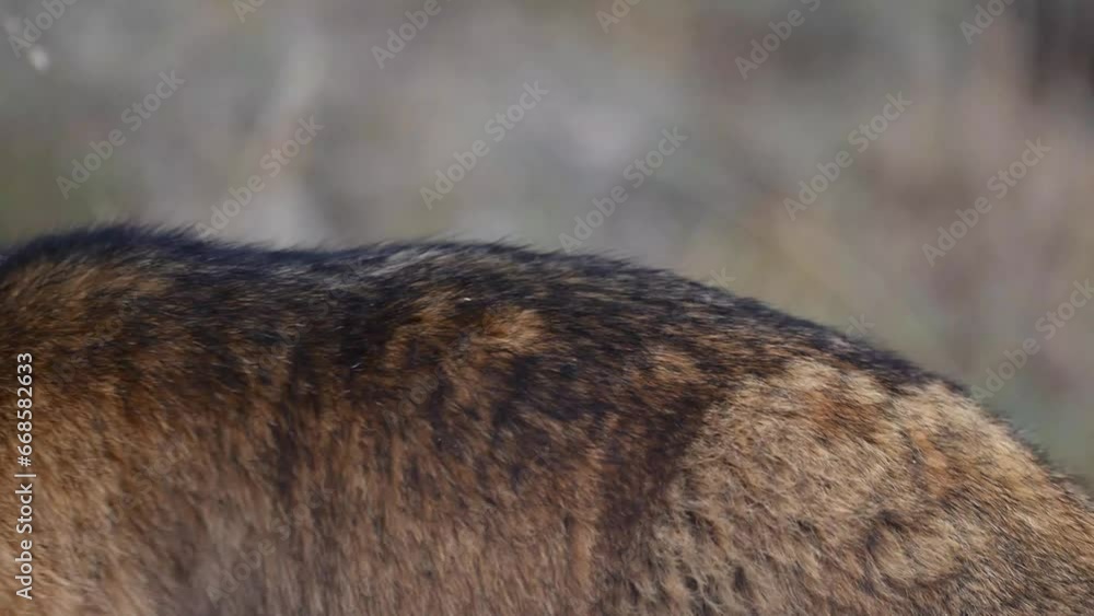 Closeup of The long-tailed marmot or golden marmot Closeup of The long-tailed marmot or golden marmot