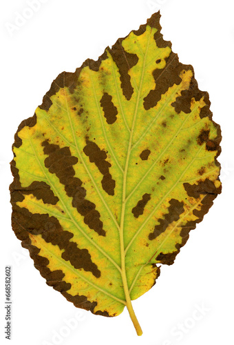 One single leaf of a witch hazel plant in autumn. Because of the very dry summer the leaf had dark brown spots.