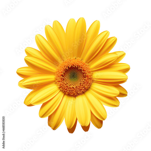 Yellow daisy isolated on transparent background transparency 