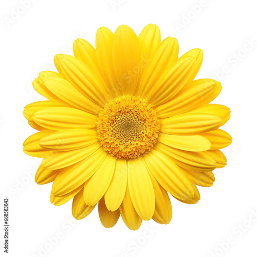 Yellow daisy isolated on transparent background transparency 