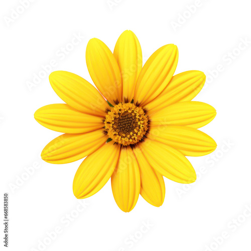 Yellow daisy isolated on transparent background,transparency 