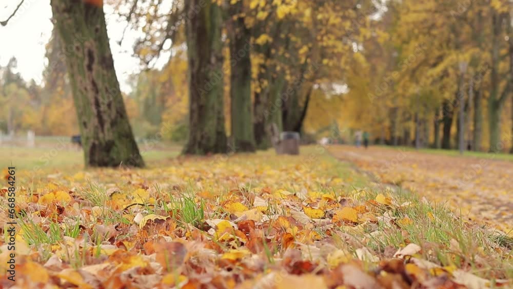 Autumn alley in the park. Natural scene with falling yellow leaves, trees along a walking path. Autumn forest landscape. Trees with orange foliage, nature changing scene Autumn alley in the park. Natural scene with falling yellow leaves, trees along a walking path. Autumn forest landscape. Trees with orange foliage, nature changing scene