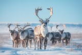 Reindeer herd grazing on snow-covered tundra.