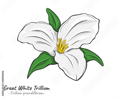 Great White Trillium flower Trillium grandiflorum