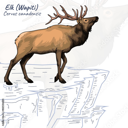 Elk Wapiti cervus canadensis illustration