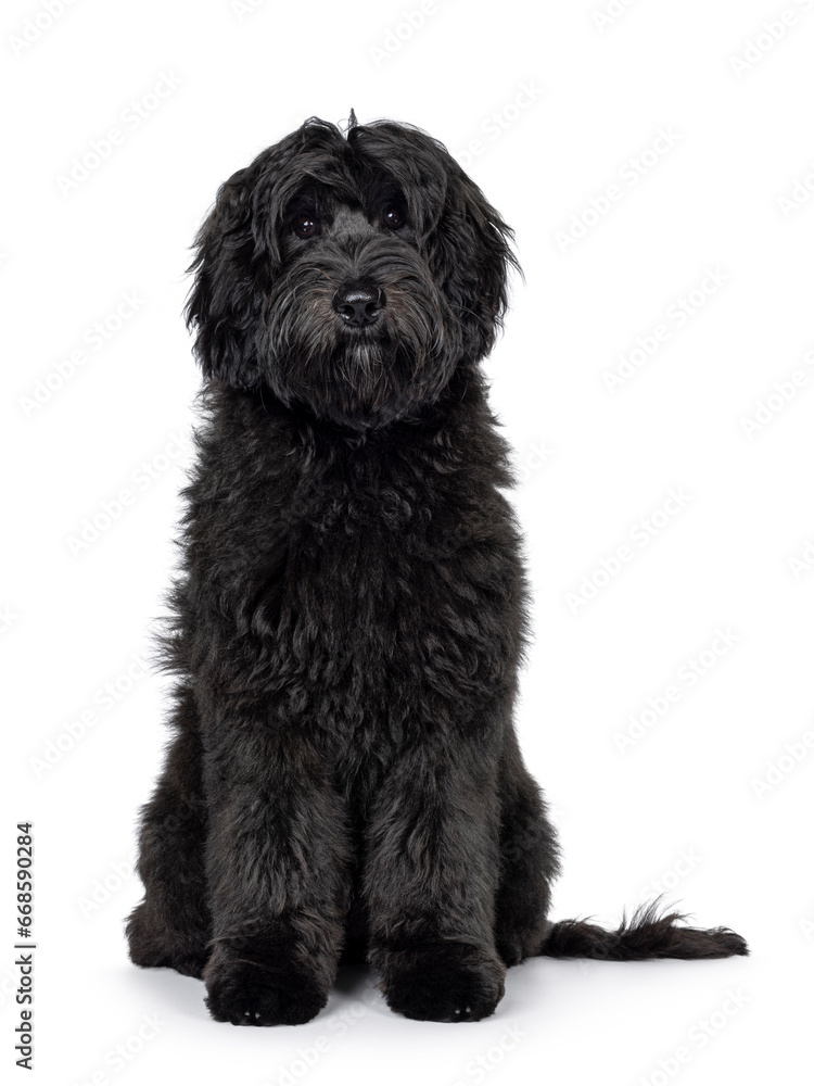 Gorgeous young black Labradoodle dog, sitting up facing camera. Looking straight to camera. Isolated on a white background.