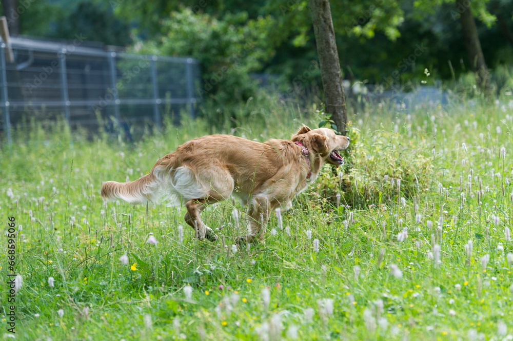 Golden Retriever rennt über die Wiese Golden Retriever rennt über die Wiese