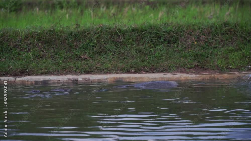 Buffalo head coming out of the water. The buffalo is soaking in the water Buffalo head coming out of the water. The buffalo is soaking in the water