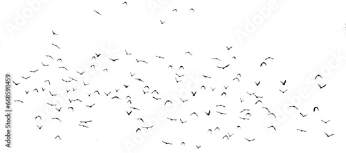 png flock of birds silhouette isolated on transparent clear background 