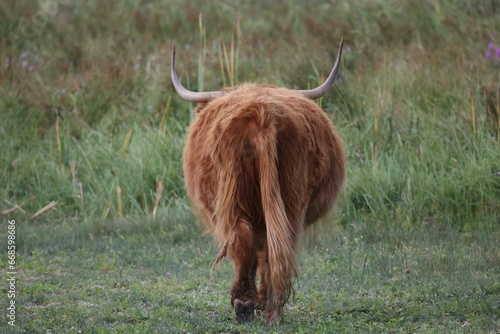 the back view of a long - haired cow with large horns standing in a green