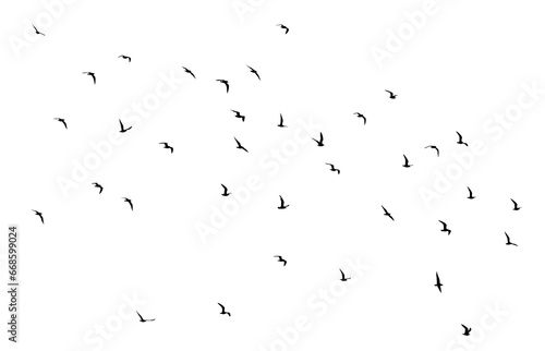 png flock of birds silhouette isolated on transparent clear background  © Birol Dincer 