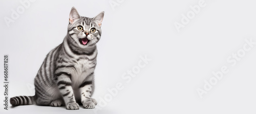 Portrait shot of american shorthair cat.studio background.pet and relationship concepts