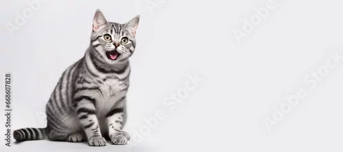 Fototapeta na wymiar Portrait shot of american shorthair cat.studio background.pet and relationship concepts