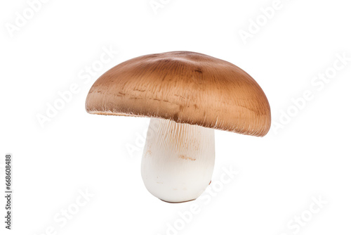 Porcini Mushroom 