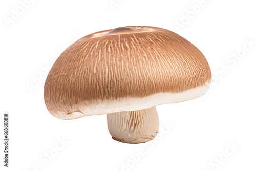  Portobello Mushroom