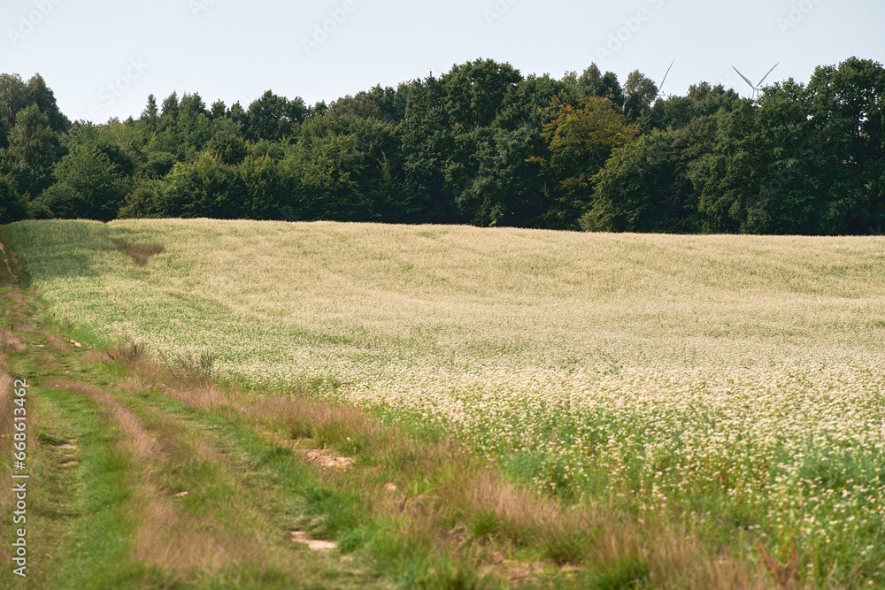 white with green flowers field. summer spring meadow on background blue sky with white clouds white with green flowers field. summer spring meadow on background blue sky with white clouds