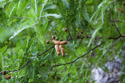 Close-up on tamarind pods © BreizhAtao