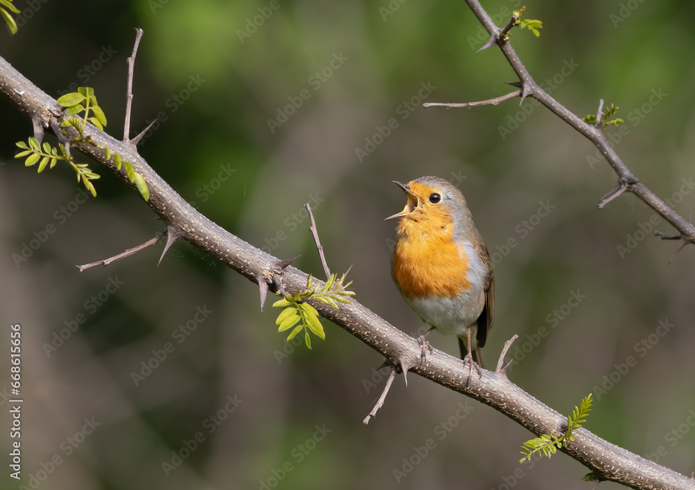 European robin, Erithacus rubecula. A bird sits on a branch and sings European robin, Erithacus rubecula. A bird sits on a branch and sings