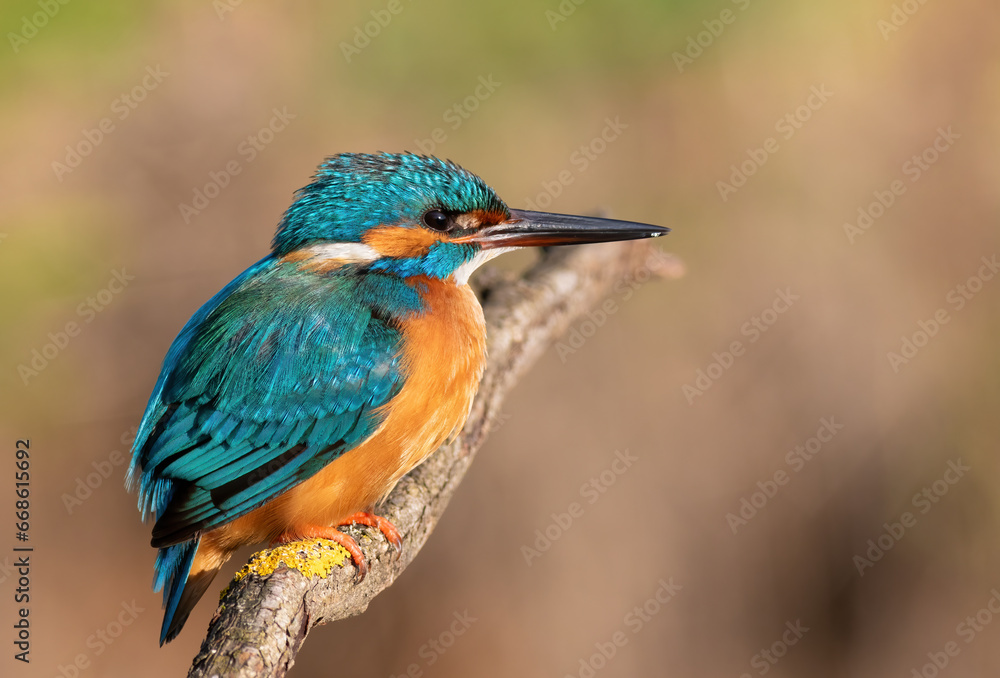 Common kingfisher, Alcedo atthis. Early in the morning, a bird sits on a branch Common kingfisher, Alcedo atthis. Early in the morning, a bird sits on a branch