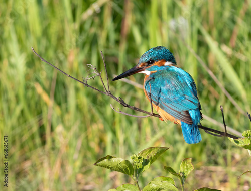 Сommon kingfisher, Alcedo atthis. A bird sits on a branch among the leaves