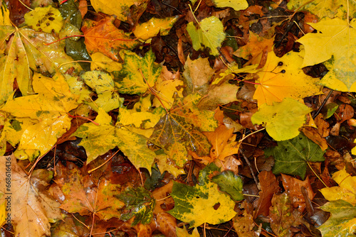 Autumn. Fallen yellow leaves on the ground.