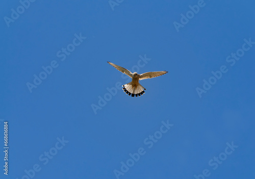 Turmfalke  Falco tinnunculus