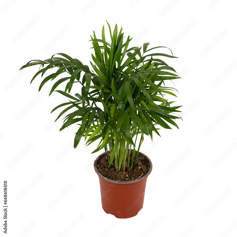 Chamaedorea in a plastic flower pot Chamaedorea in a plastic flower pot