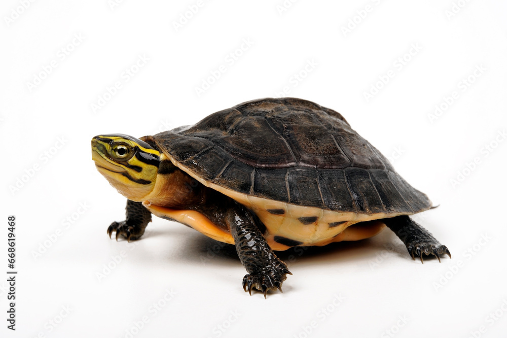 Fototapeta premium Amboina box turtle // Amboina-Scharnierschildkröte (Cuora amboinensis)