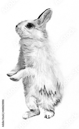 Ritratto di coniglio a matita, illustrazione in bianco e nero  isolata su sfondo bianco photo