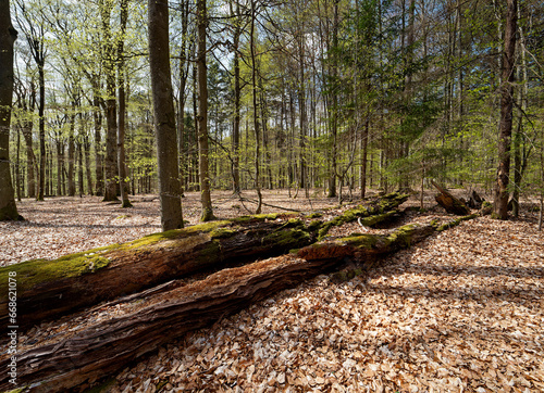 Buchenwald und Altholz im Waldschutzgebiet Wotansborn im Naturpark Steigerwald, Rauhenebrach, Landkreis Haßberge, Unterfranken, Franken,  Deutschland