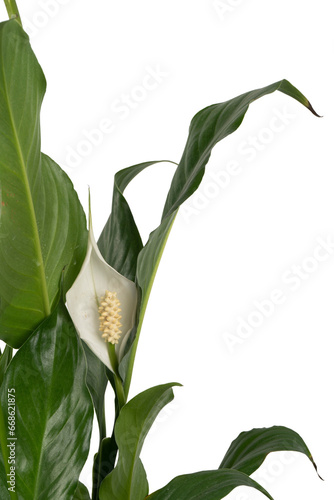 Spathiphyllum Peace Lily detail2 photo