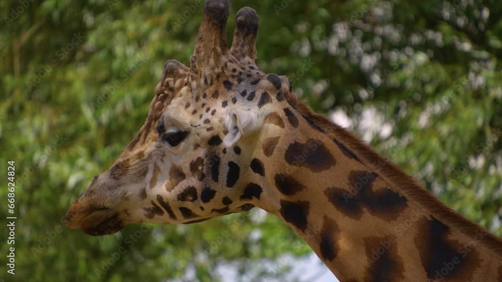A giraffes neck and head looking around and chewing A giraffes neck and head looking around and chewing