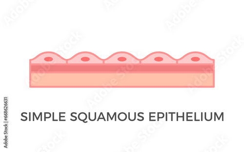 Simple squamous epithelium. Epithelial tissue types. A single layer of pavement like cells that lines blood vessels and body cavities. Tessellated epithelium. Medical diagram. Vector illustration.  photo