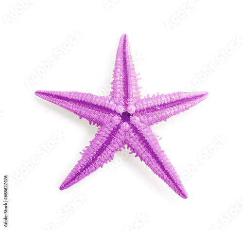 One violet sea star isolated on white