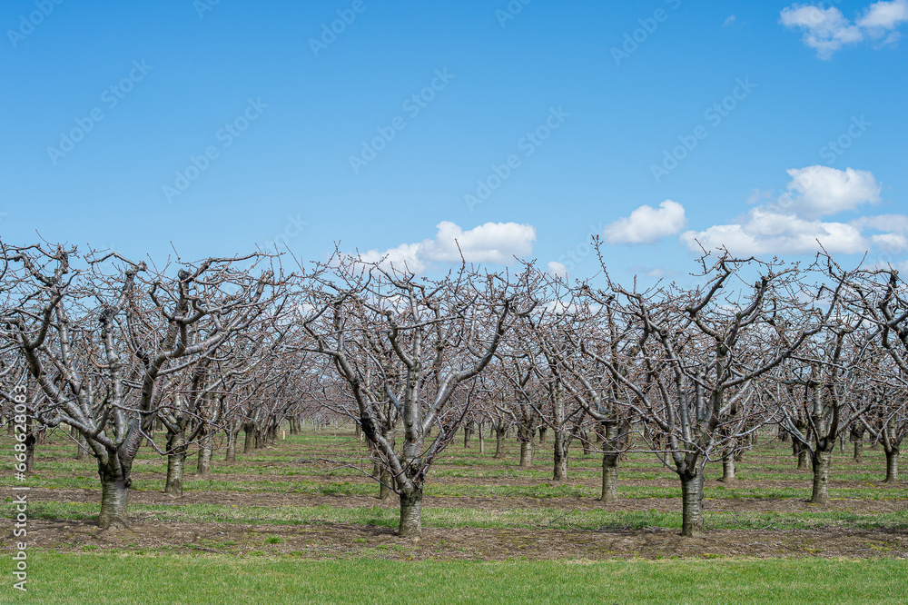Orchard in the vicinity of Niagara Falls during spring in Ontario, Canada Orchard in the vicinity of Niagara Falls during spring in Ontario, Canada