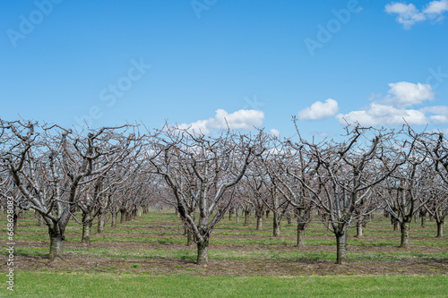 Orchard in the vicinity of Niagara Falls during spring in Ontario, Canada