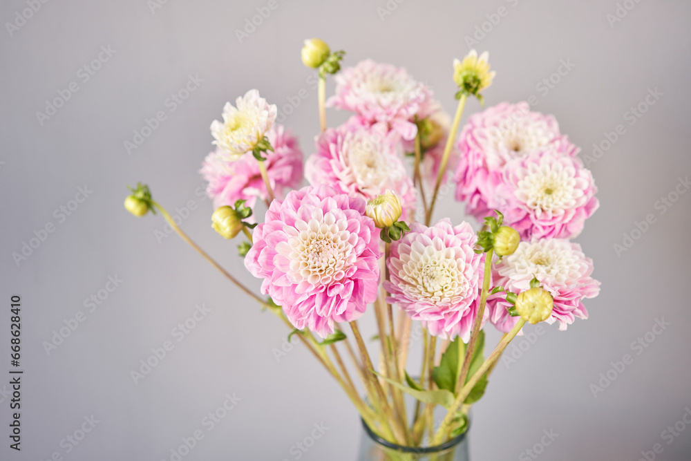 Pink dahlias in glass jug, neutral wall background. the work of the florist at a flower shop. Handsome fresh bouquet. Flowers delivery