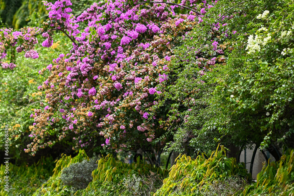 Beautiful Plant of Bougainvillea glabra flower from Lalbagh Bottanical Garden, Bangalore Beautiful Plant of Bougainvillea glabra flower from Lalbagh Bottanical Garden, Bangalore