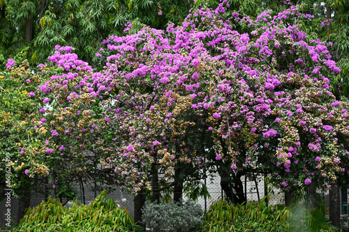 Beautiful Plant of Bougainvillea glabra flower from Lalbagh Bottanical Garden, Bangalore