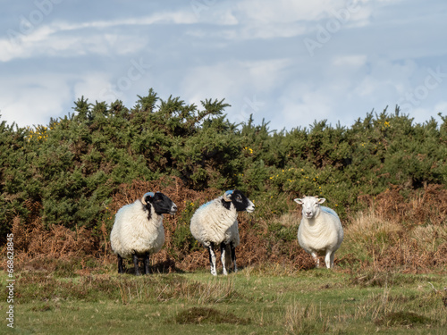 Sheep trio on Exmoor in autumn landscape.