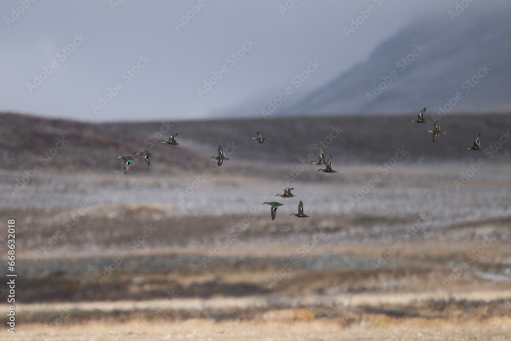 Flock of Ducks Flying in Mountains