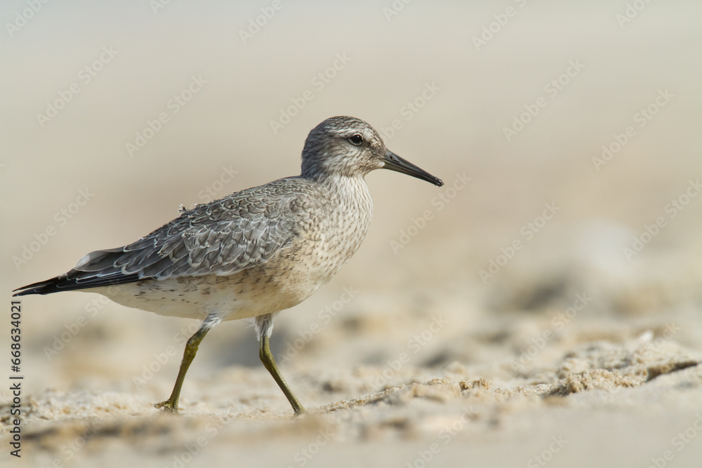 Shorebird - juvenile Calidris canutus, Red Knot on the Baltic Sea shore, migratory bird Poland Europe Shorebird - juvenile Calidris canutus, Red Knot on the Baltic Sea shore, migratory bird Poland Europe