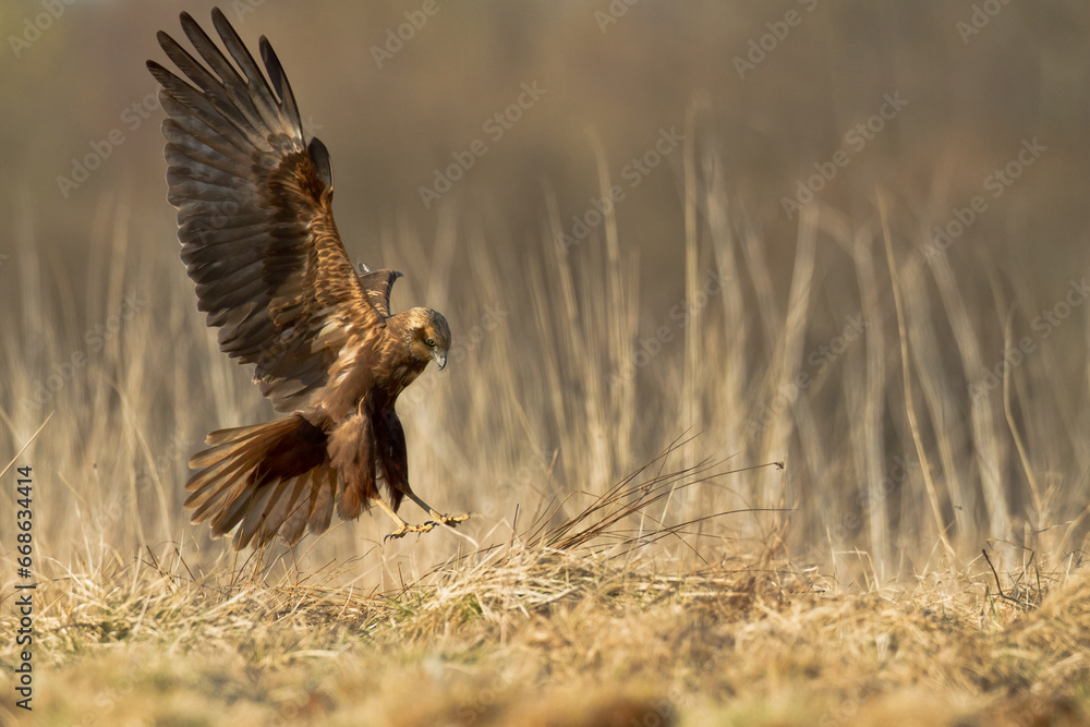 Obraz premium Flying Birds of prey Marsh harrier Circus aeruginosus, hunting time Poland Europe