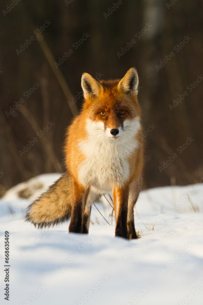 Fox Vulpes vulpes in autumn scenery, Poland Europe, animal walking among autumn meadow Fox Vulpes vulpes in autumn scenery, Poland Europe, animal walking among autumn meadow