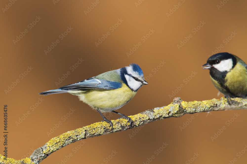 Bird - Blue Tit Cyanistes caeruleus perched on tree Bird - Blue Tit Cyanistes caeruleus perched on tree