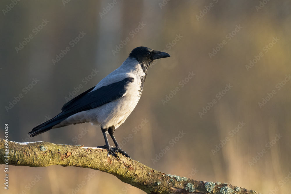 Bird - Hooded crow Corvus cornix in amazing blurred background Poland Europe Bird - Hooded crow Corvus cornix in amazing blurred background Poland Europe