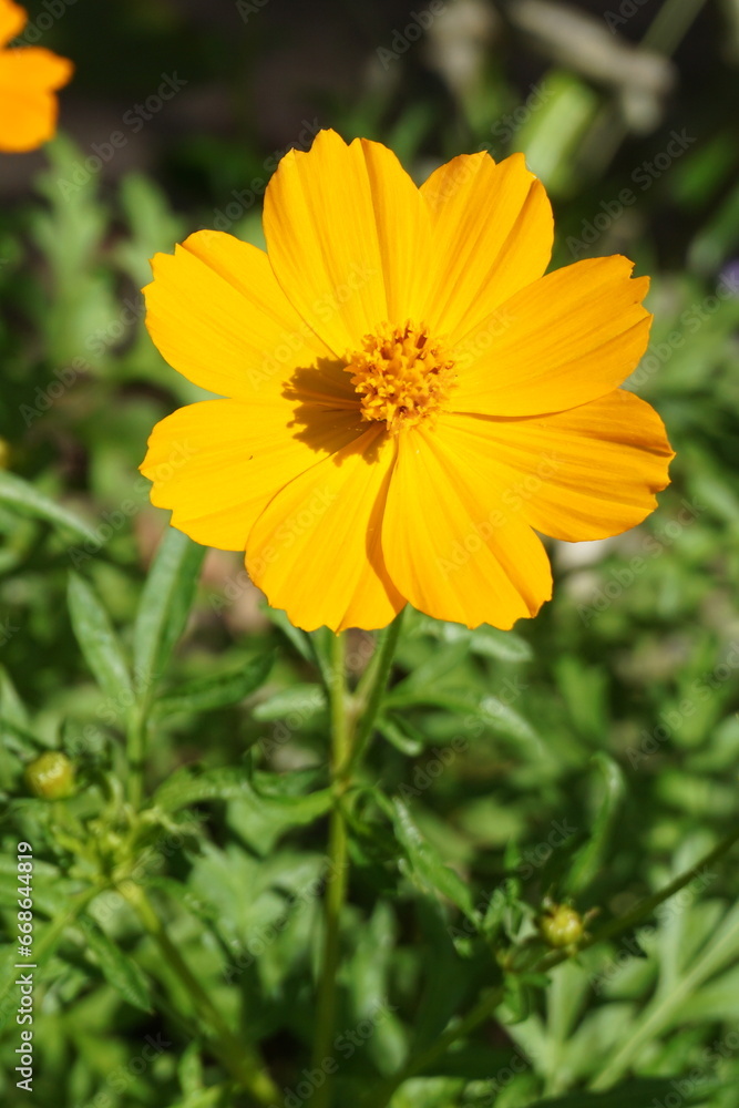 Flower yellow in the garden Flower yellow in the garden