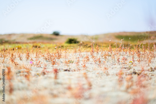 danish desert flowers landscape