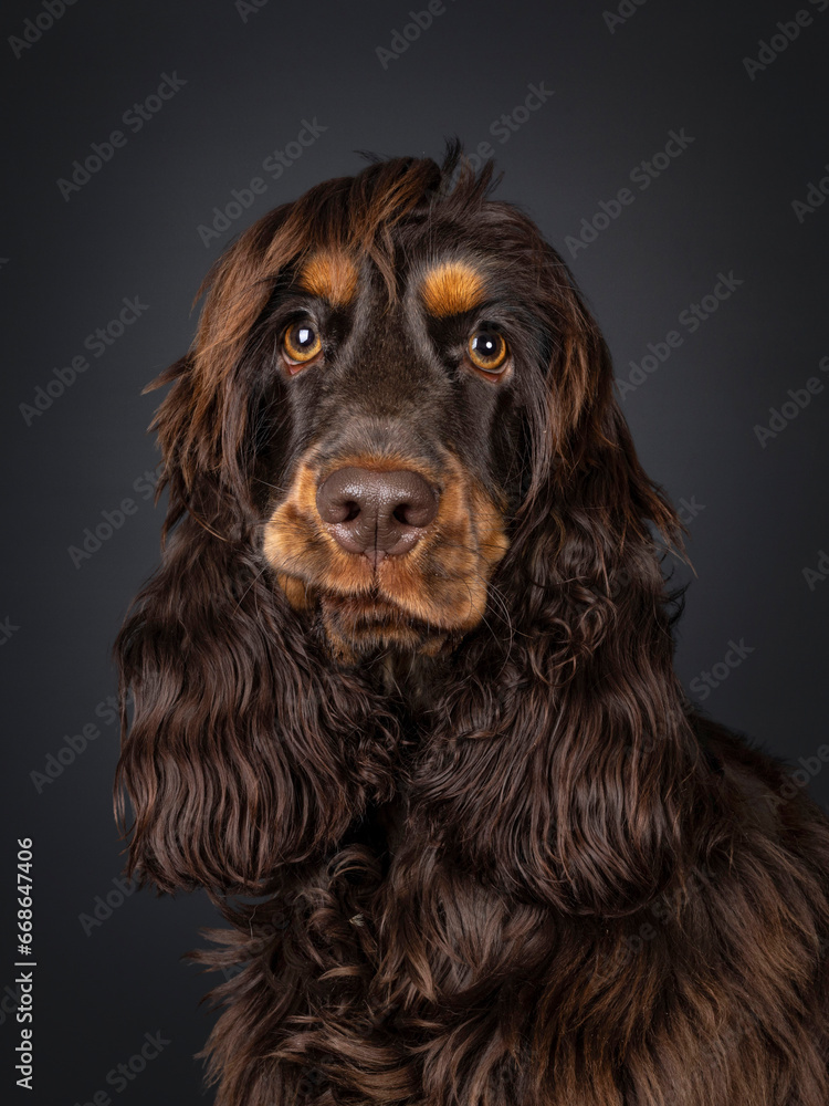 Head shot of young adult choc and tan Cocker Spaniel dog, lsitting up. Looking towards camera with funny face expression. Isolated on a black background.