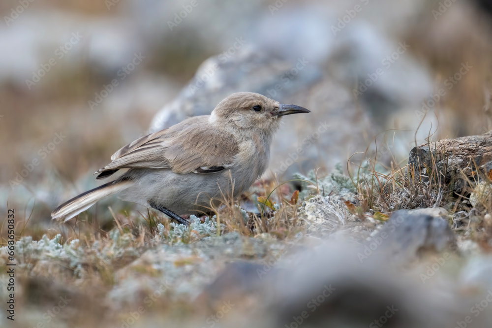 Ground tit -Pseudopodoces humilis Ground tit -Pseudopodoces humilis